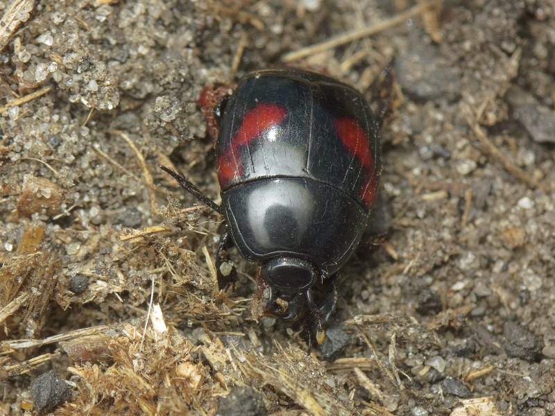 Hister quadrinotatus L.G. Scriba, 1790